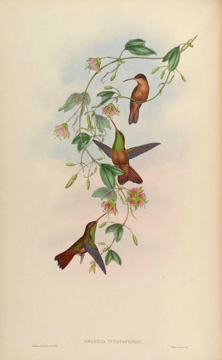 Amazilia yucatanensis tekijältä John Gould