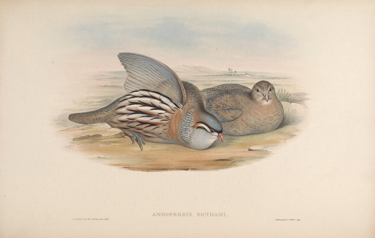 Ammoperdix bonhami = Ammoperdix griseogularis tekijältä John Gould