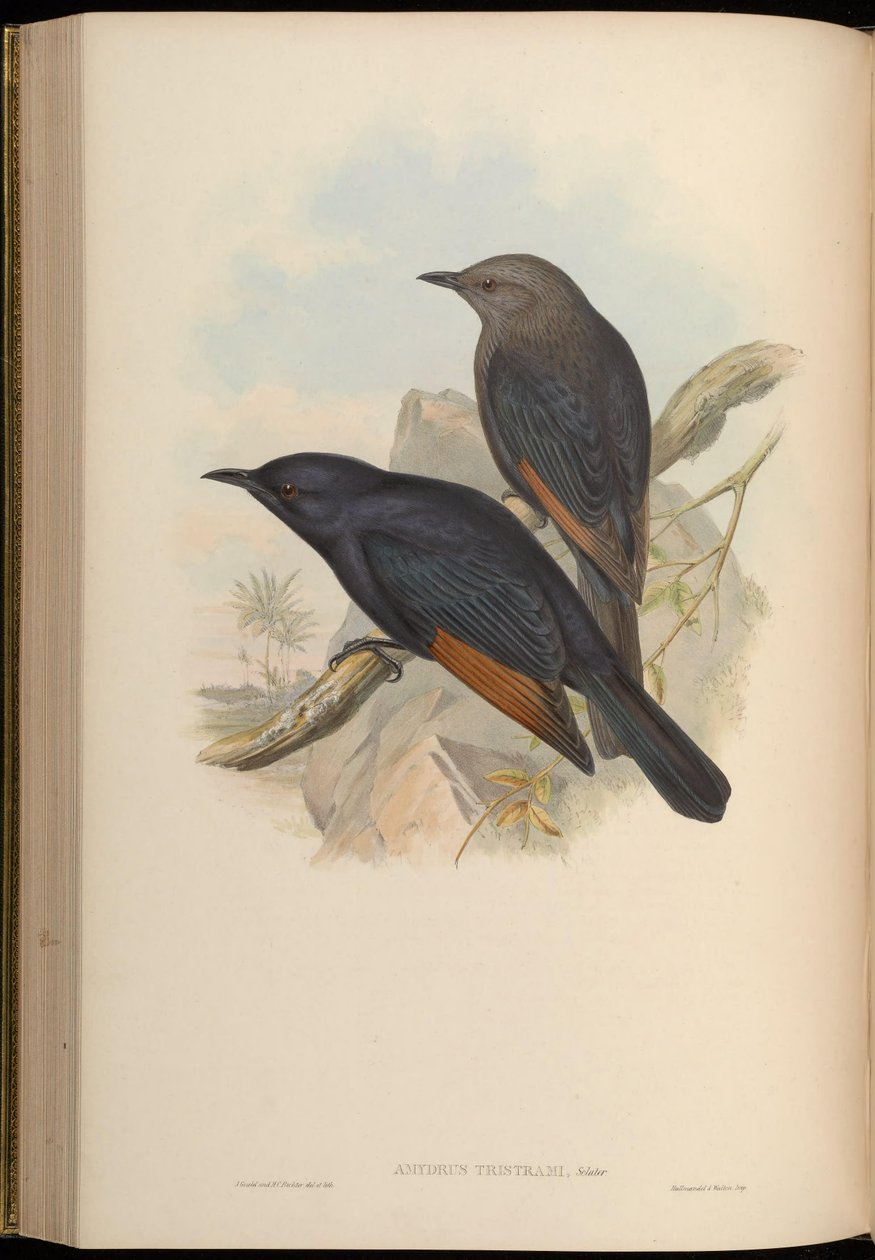 Amydrus tristamii = Onychognathus tristramii tekijältä John Gould
