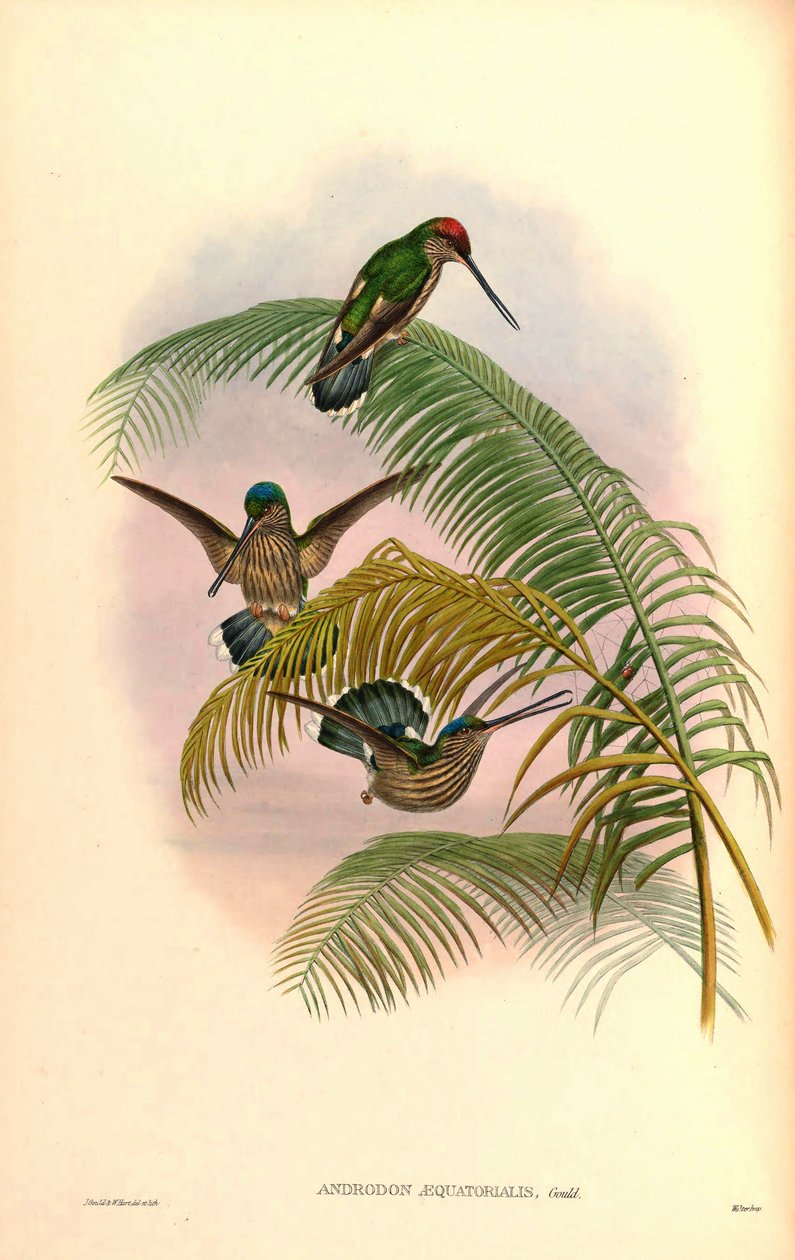 Androdon aequatorialis tekijältä John Gould