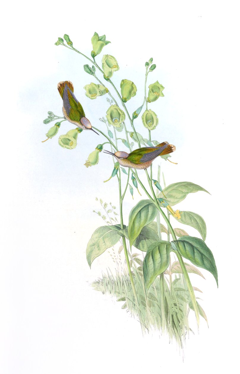Anthocephala floriceps = Syn tekijältä John Gould