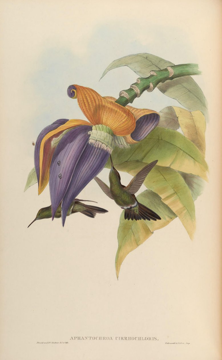 Aphantochroa cirrochloris tekijältä John Gould
