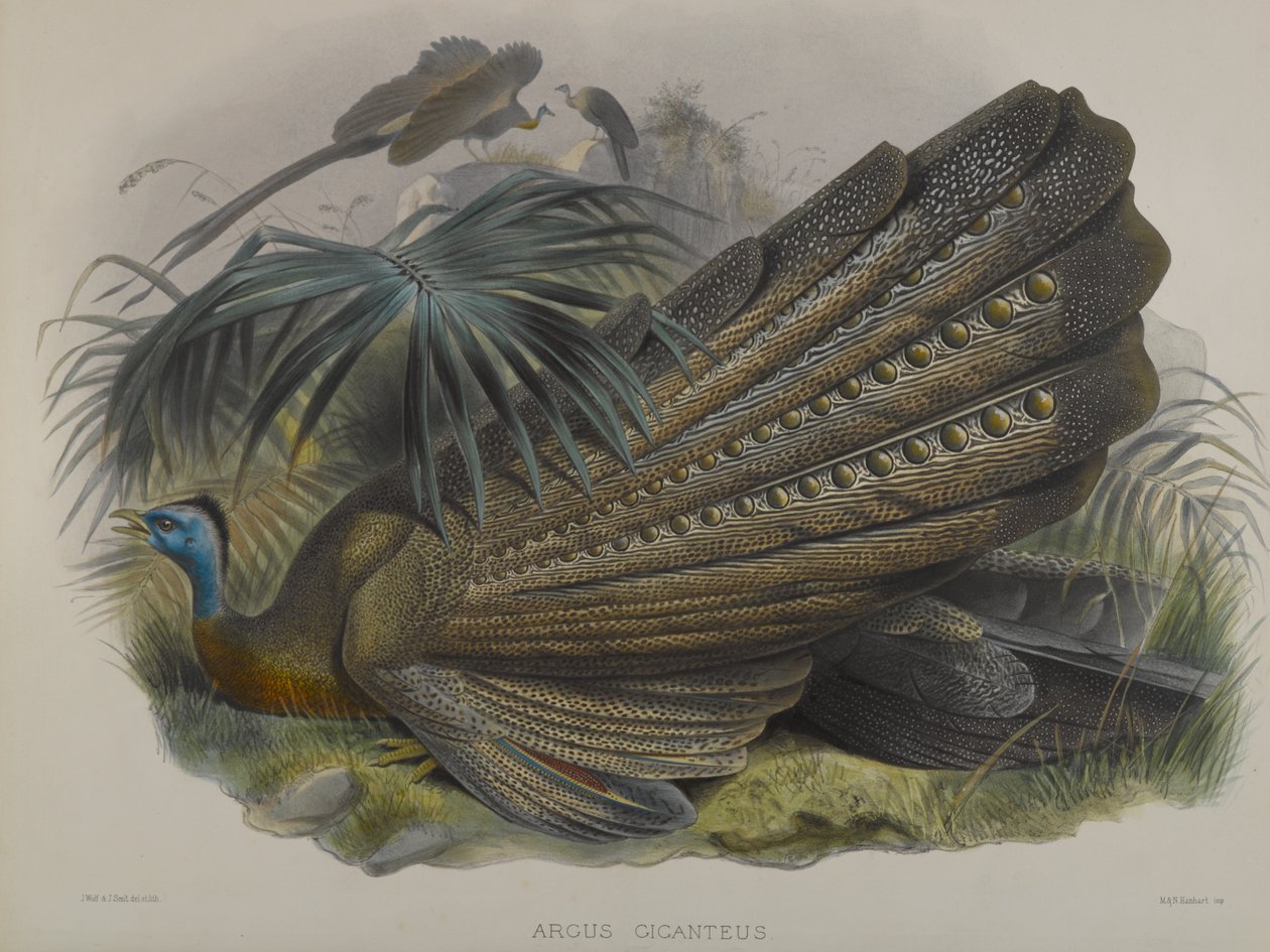 Argus Giganteus: Suuri Argus-fasaani tekijältä John Gould