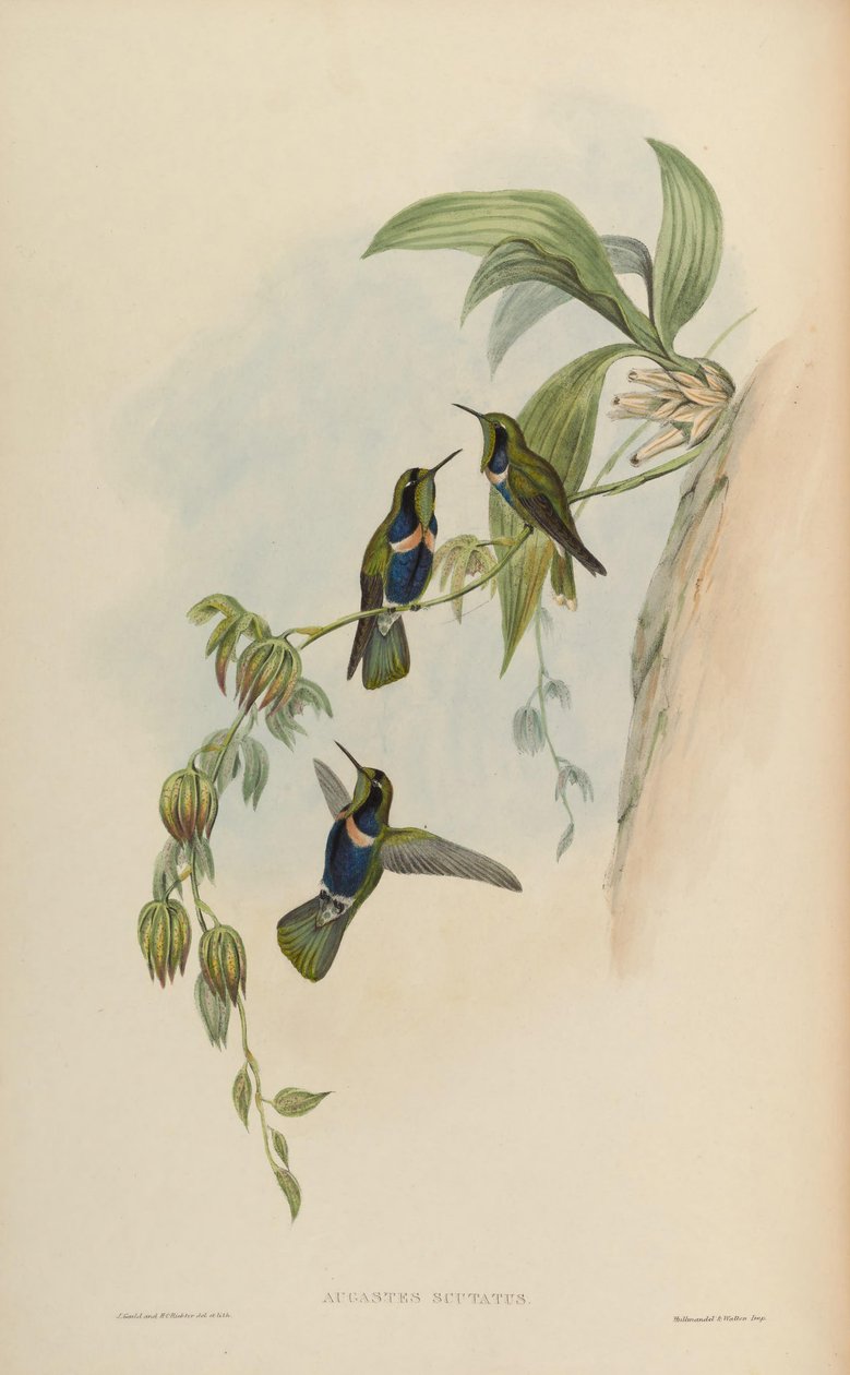 Augastes scutatus tekijältä John Gould