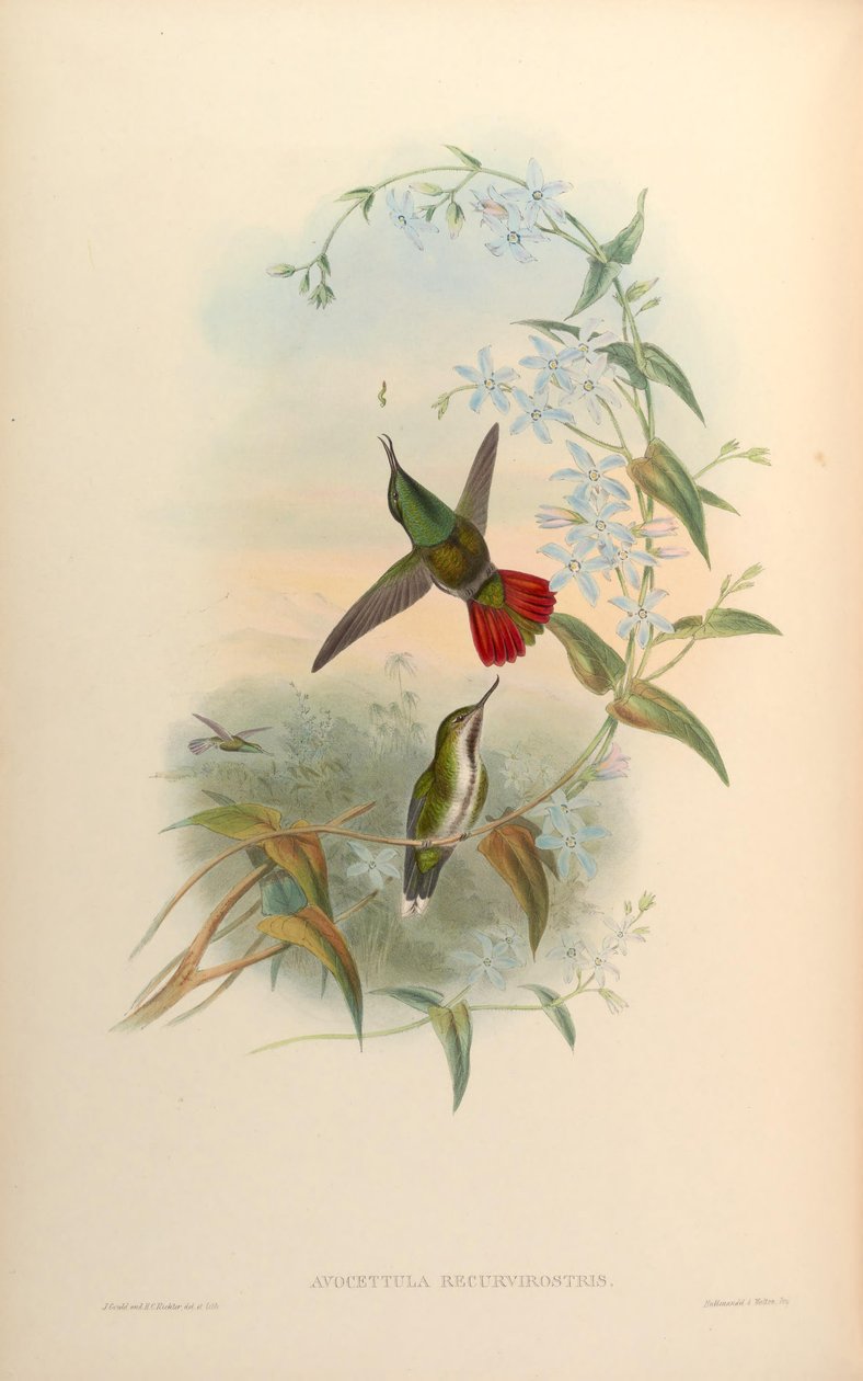 Avocetula recurvirostris tekijältä John Gould