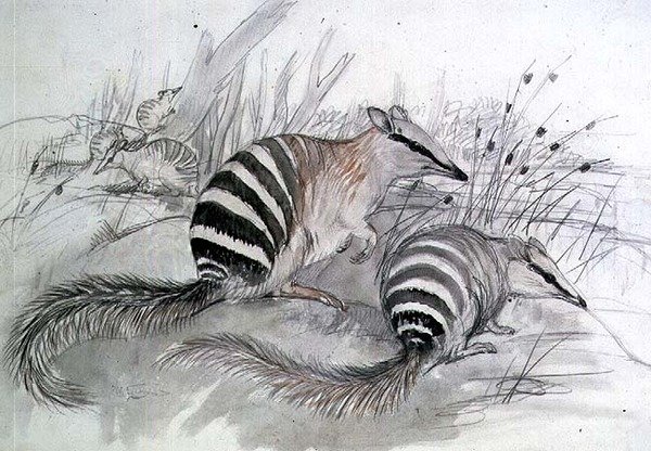 Nauhainen muurahaiskari, 1800-luku (lyijykynä ja pesuaine) tekijältä John Gould