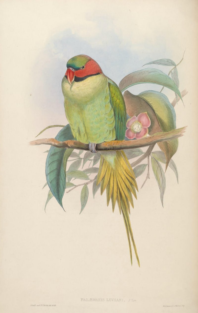 Aasian linnut tekijältä John Gould