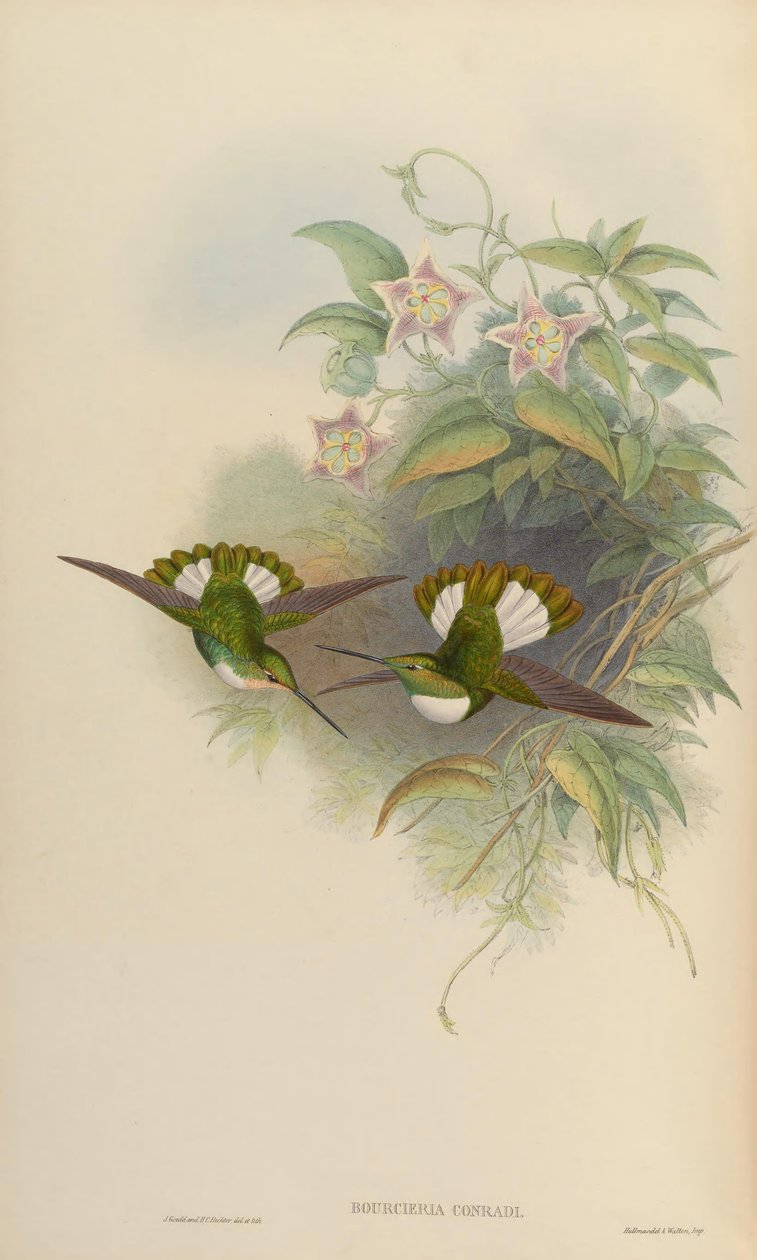 Bourciera conradi = Coeligena torquata conradii tekijältä John Gould