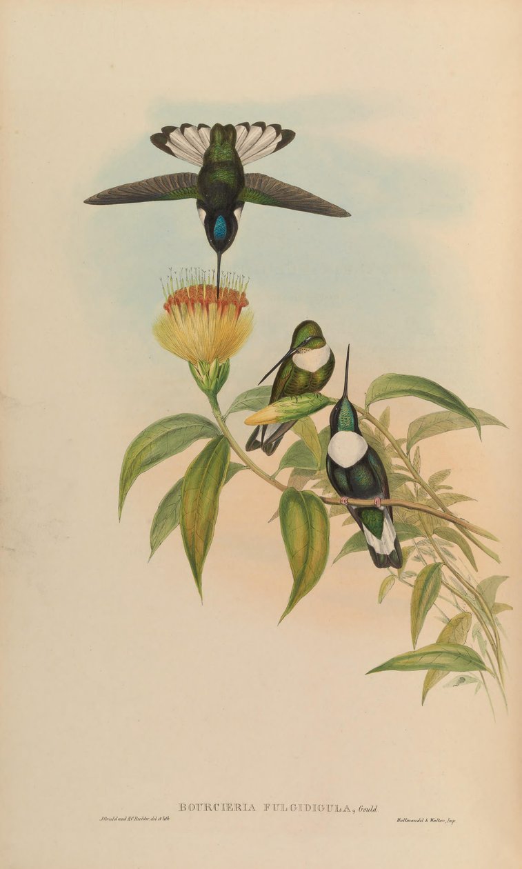 Bourciera fulgidigula = Coeligena torquata tekijältä John Gould