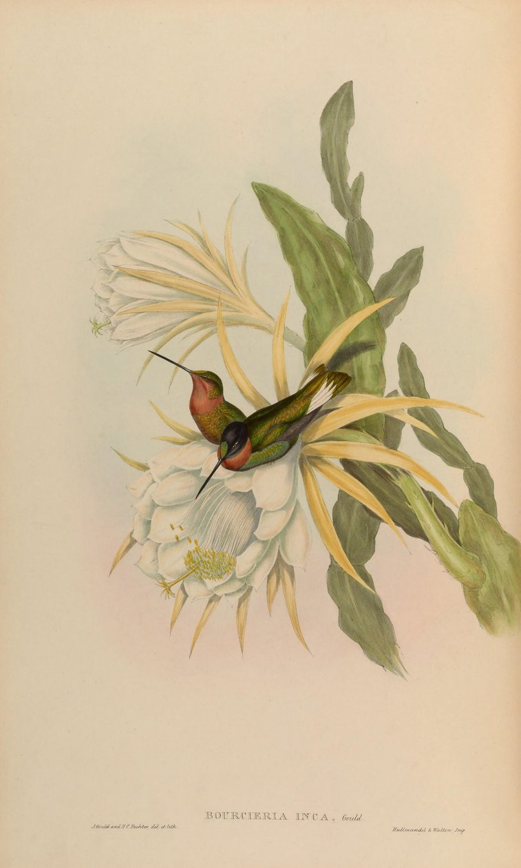Bourciera inca = Coeligena torquata inca tekijältä John Gould