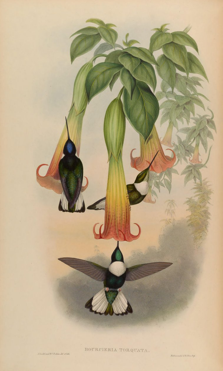 Bourciera torquata = Coeligena torquata tekijältä John Gould