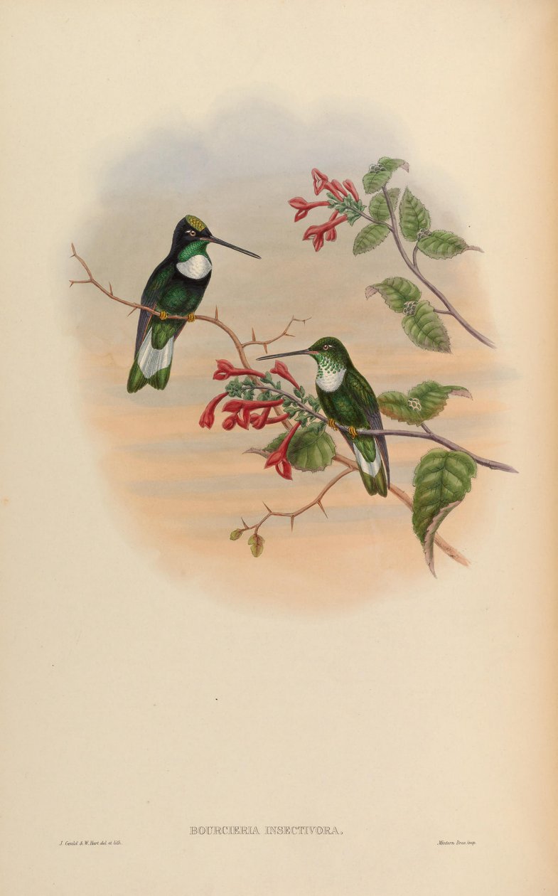 Bourcieria insectivora = Coeligena torquata insectivora tekijältä John Gould