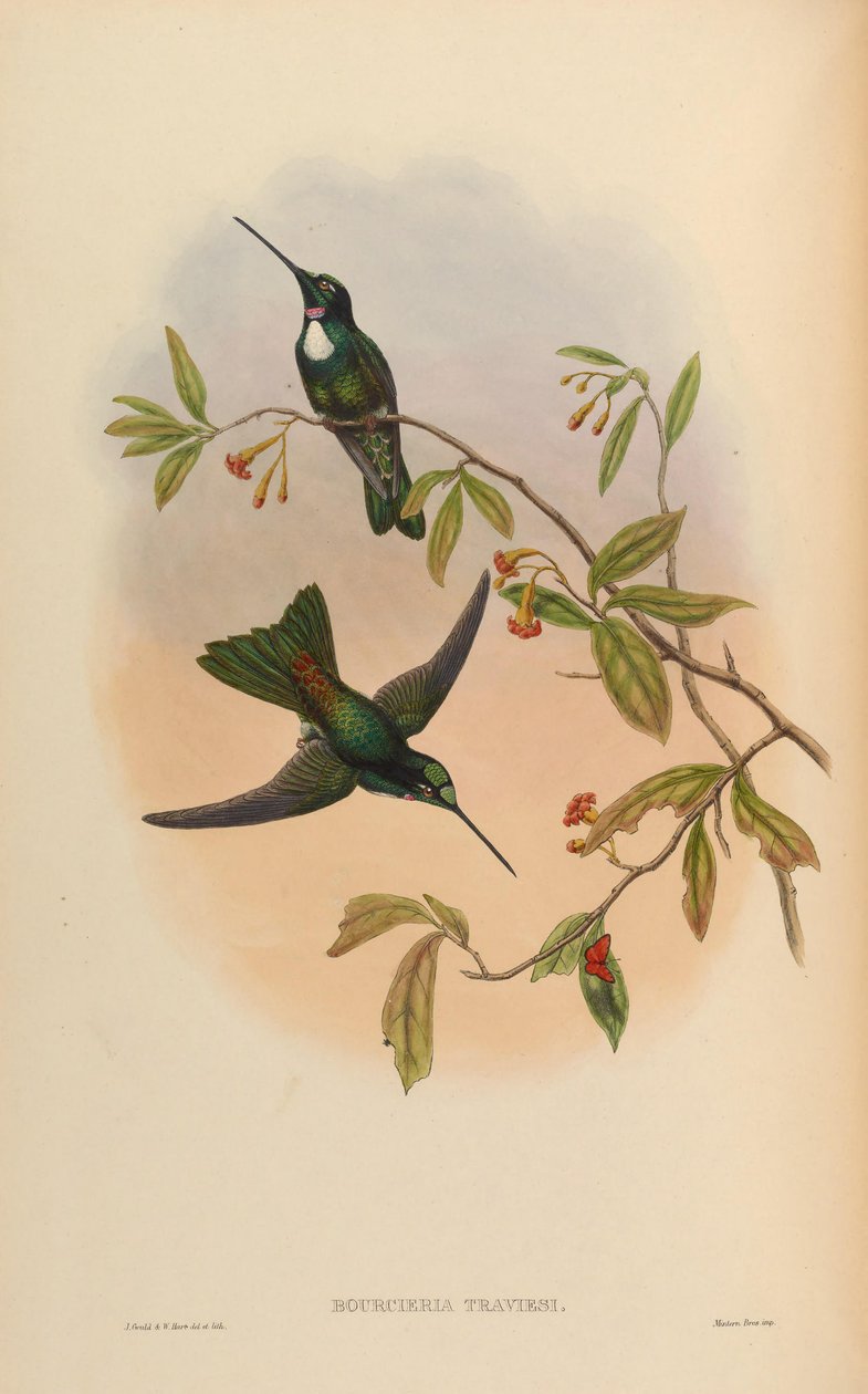 Bourcrieria insectivora = Coeligena torquata torquata tekijältä John Gould