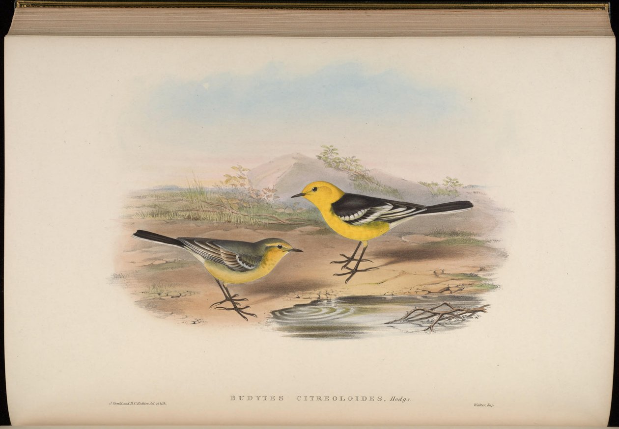 Budytes citreoloides = Motacilla citreolus citreoloides tekijältä John Gould