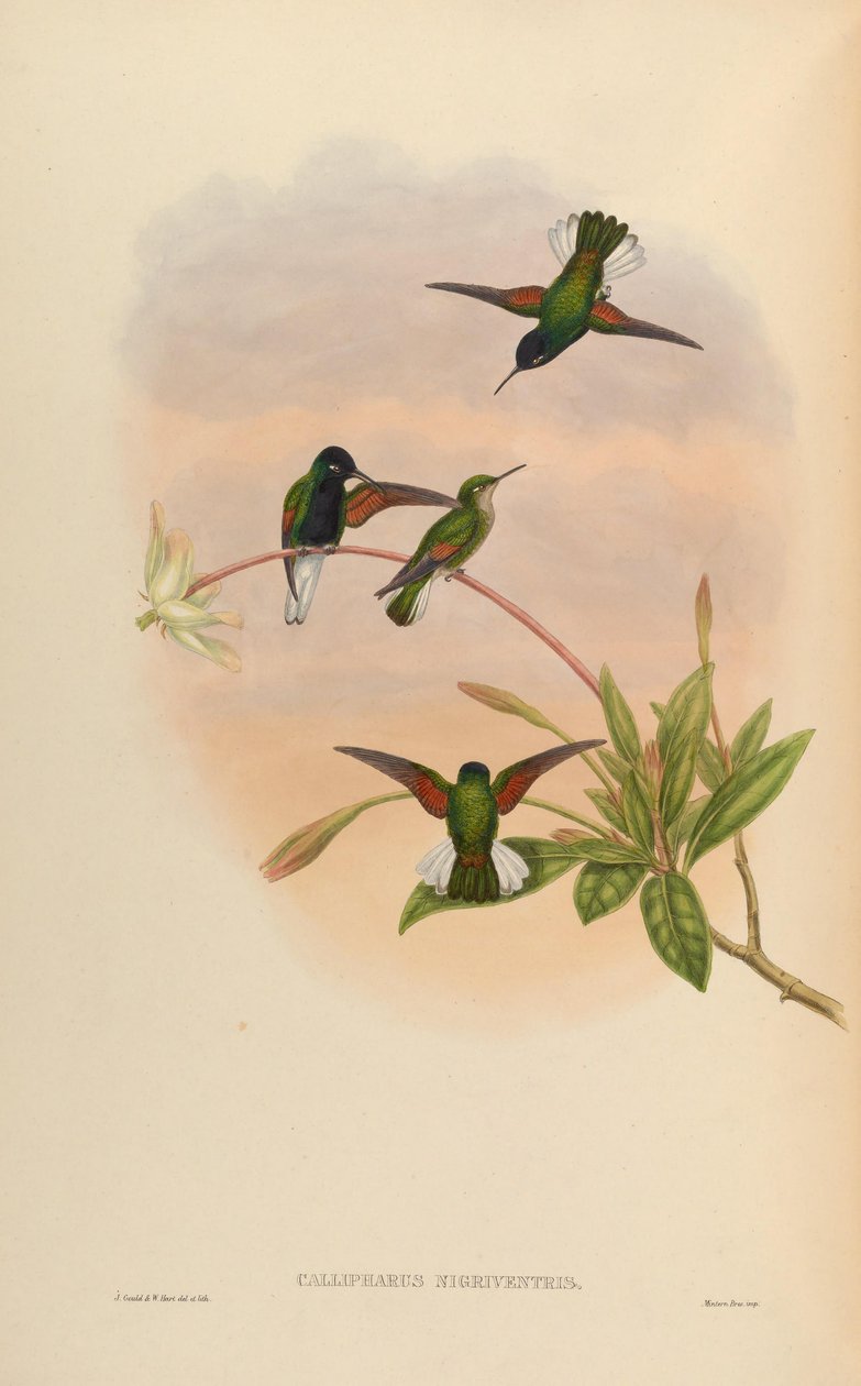 Callipharus nigriventris = Eupherusa nigriventris tekijältä John Gould