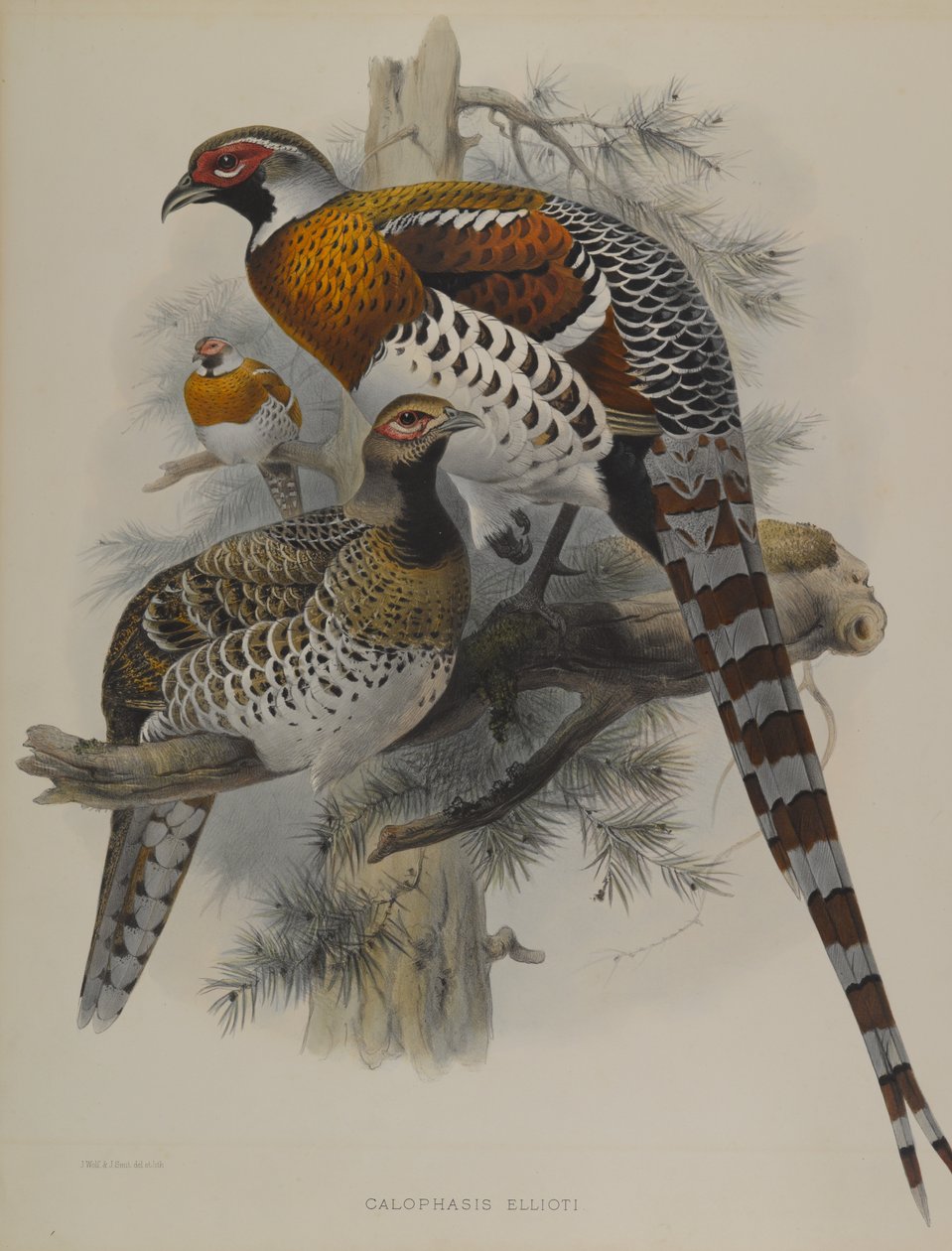 Calophasis Ellioti tekijältä John Gould