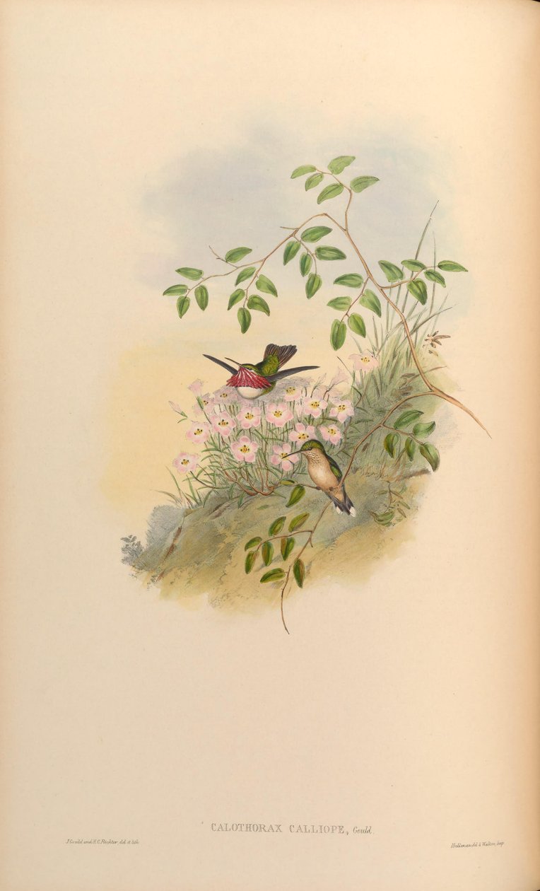 Calothorax calliope = Stellula calliope tekijältä John Gould