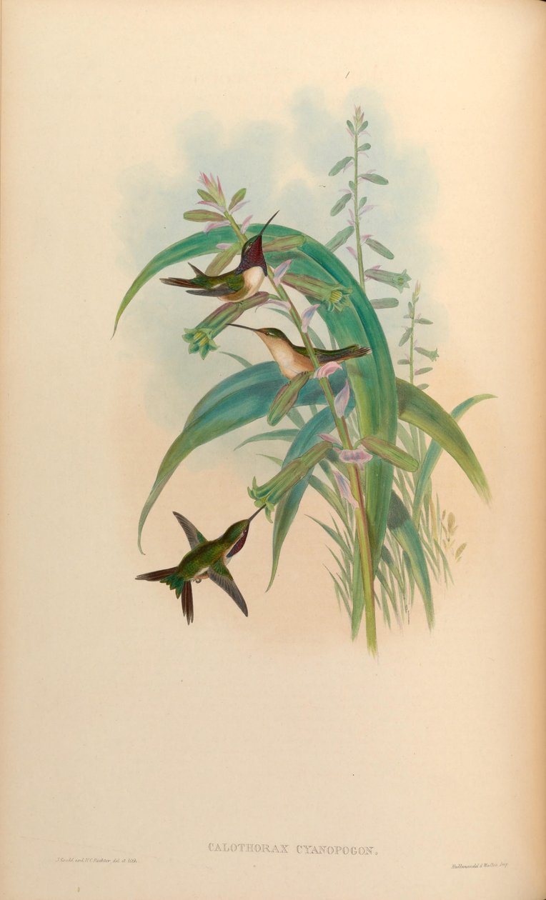 Calothorax cyanopogon = Calothorax lucifer cyanopogon tekijältä John Gould