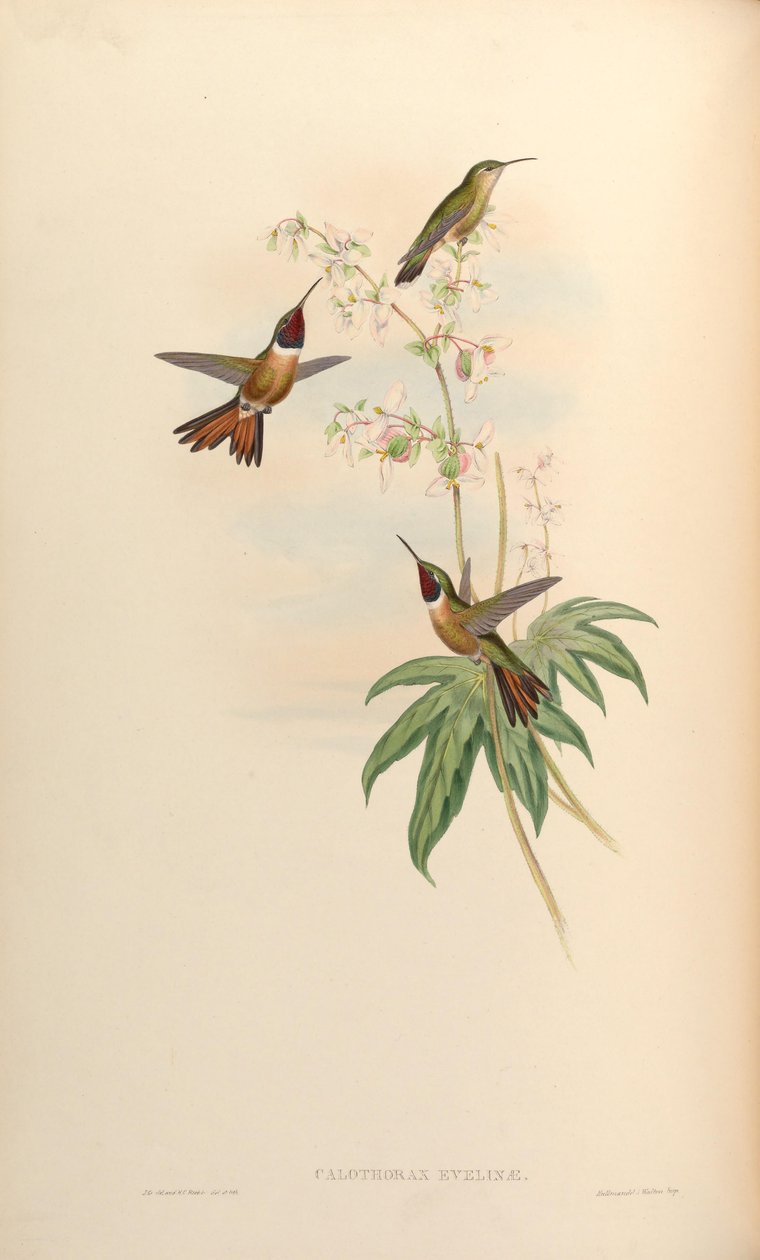 Calothorax evelinae = Calliphlox evelynae tekijältä John Gould
