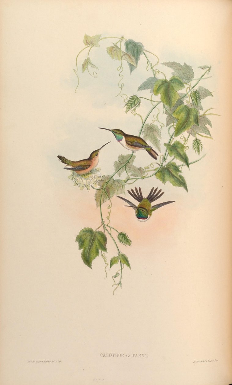 Calothorax fanny = Myrtis -fani tekijältä John Gould