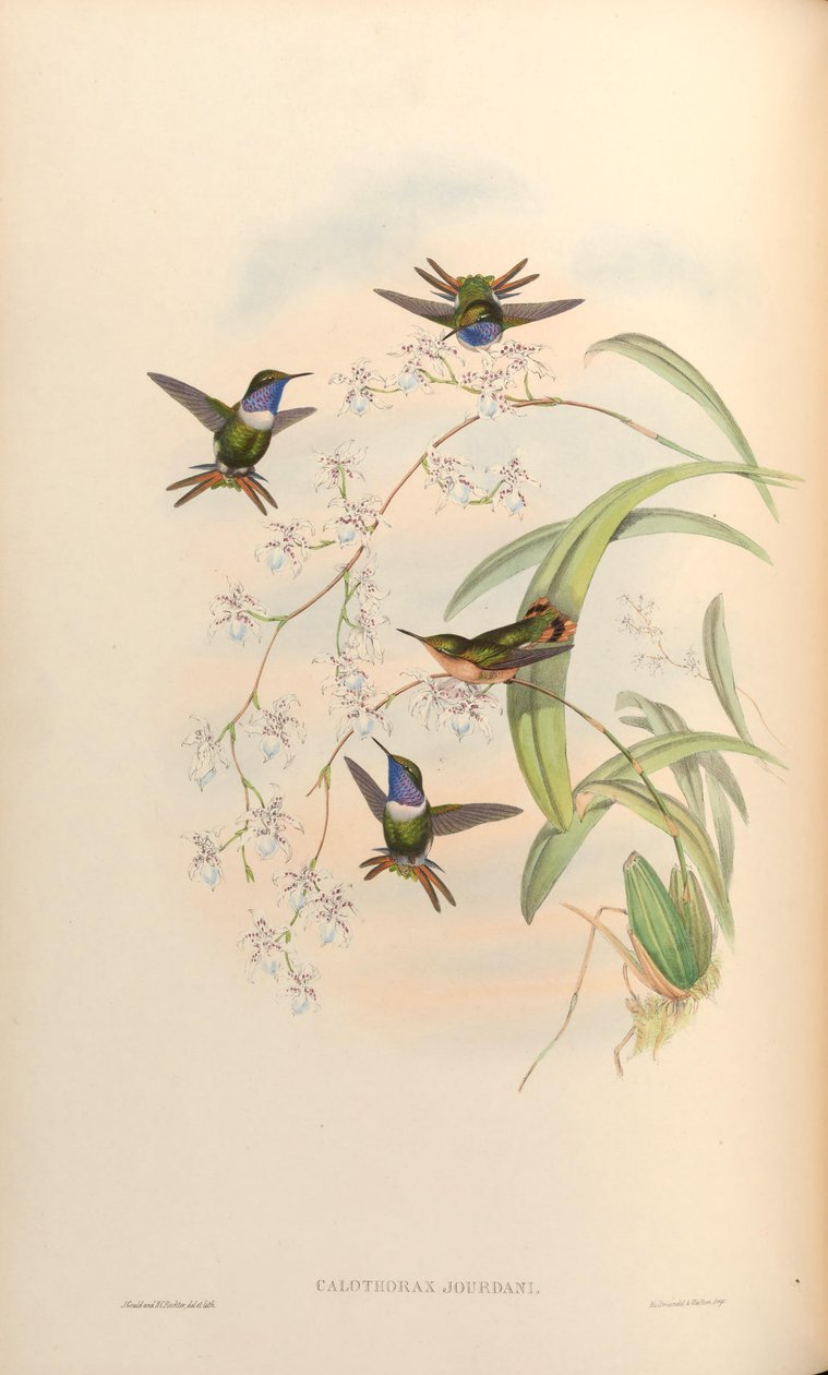 Calothorax jourdani = Chaetocercus jourdanii tekijältä John Gould