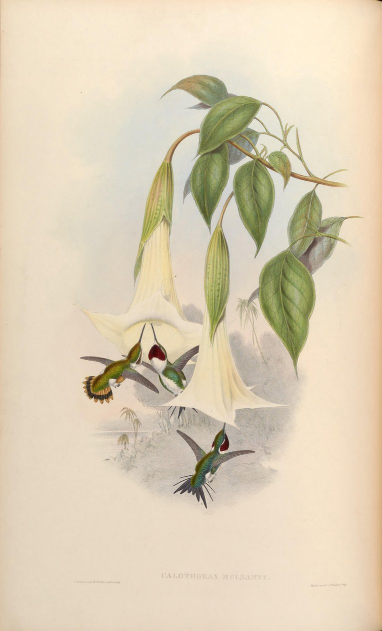 Calothorax mulsanti = Chaetocercus mulsant tekijältä John Gould