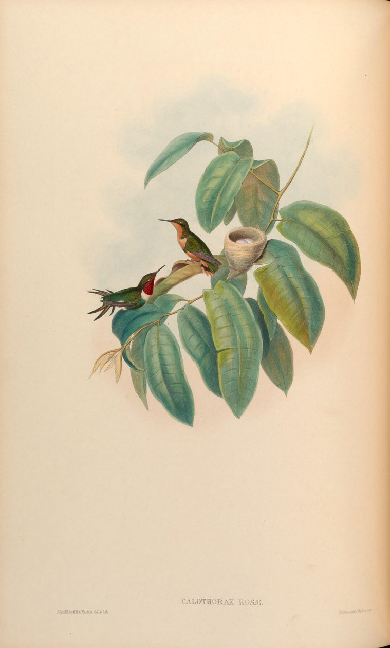 Calothorax rosae = Chaetocercus jourdanii rosae tekijältä John Gould