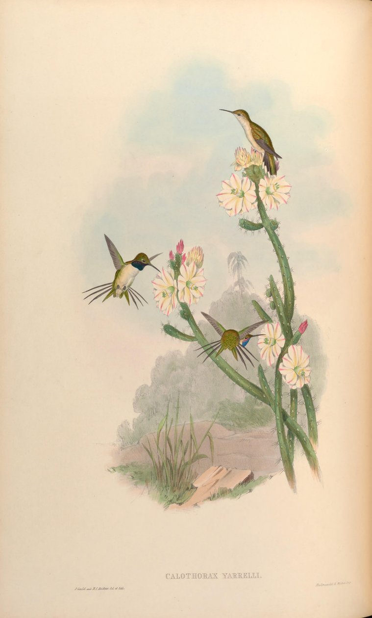 Calothorax yarrelli = Eulidia yarrellii tekijältä John Gould
