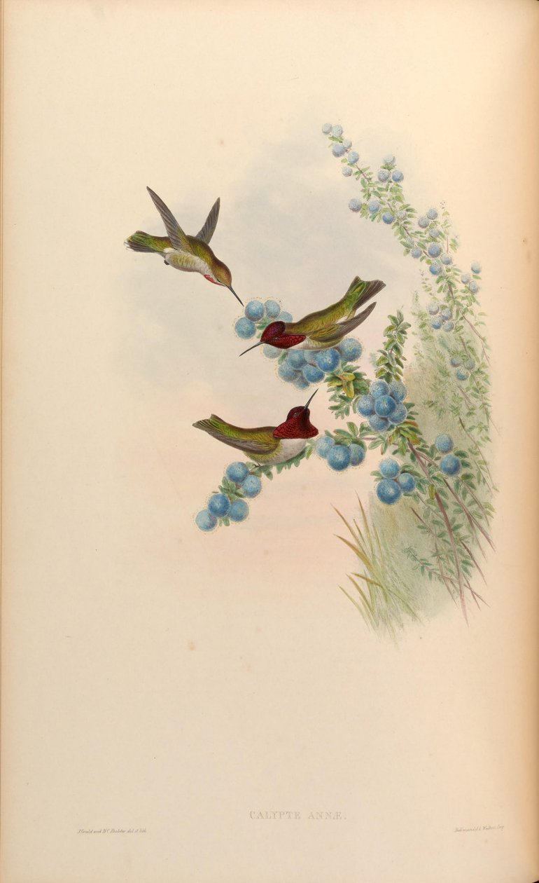 Calypte anna tekijältä John Gould