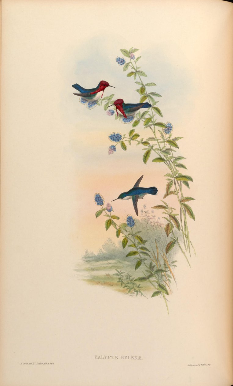 Calypte helenae = Mellisuga helenae tekijältä John Gould