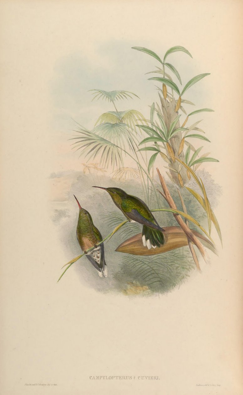 Campylopterus cuvierii = Phaeochroa cuvierii maculicauda tekijältä John Gould