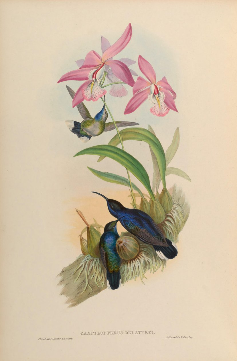 Campylopterus delattrei = Campylopterus hemileucurus hemileucurus tekijältä John Gould