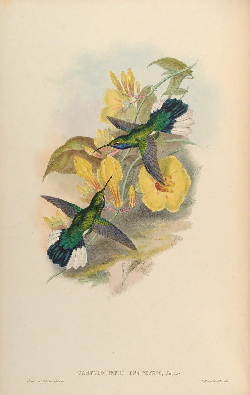 Campylopterus ensipennis tekijältä John Gould