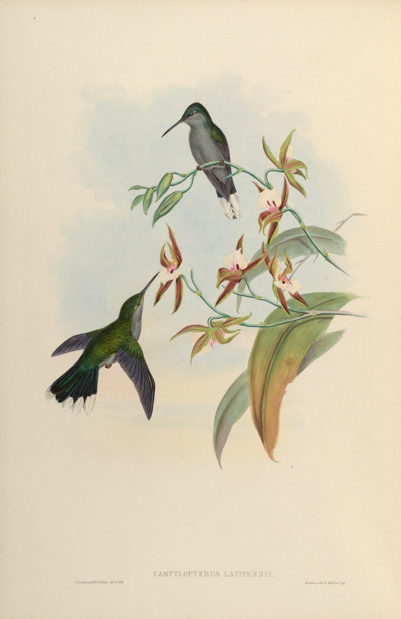 Campylopterus latipennis = Campylopterus largipennis tekijältä John Gould