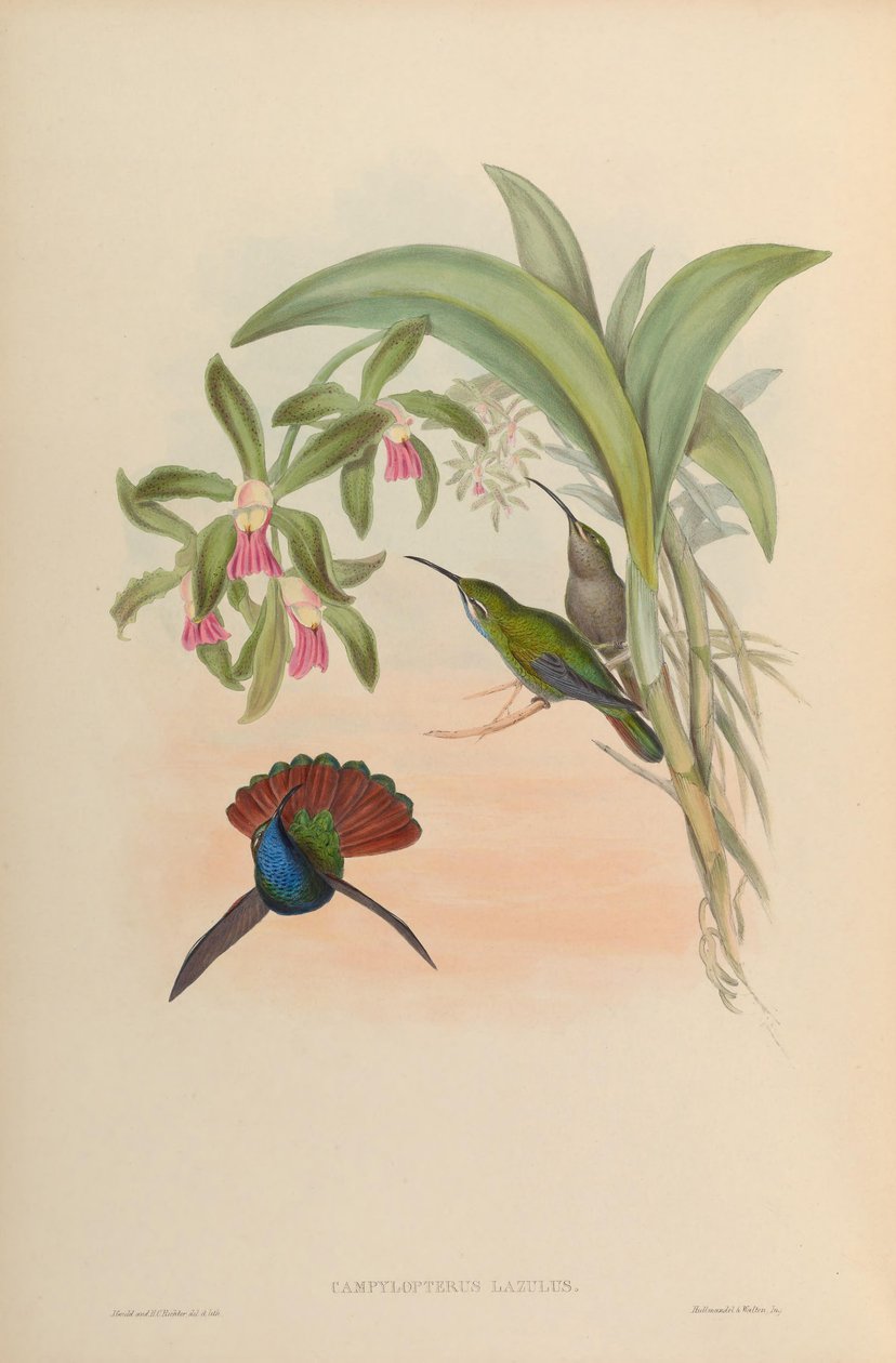 Campylopterus lazulus = Campylopterus falcatus tekijältä John Gould