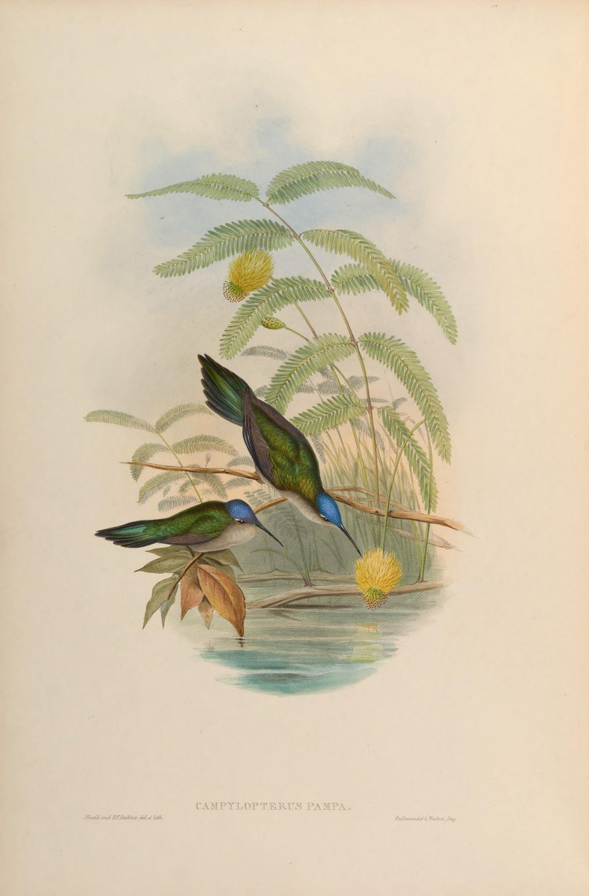 Campylopterus pampa tekijältä John Gould