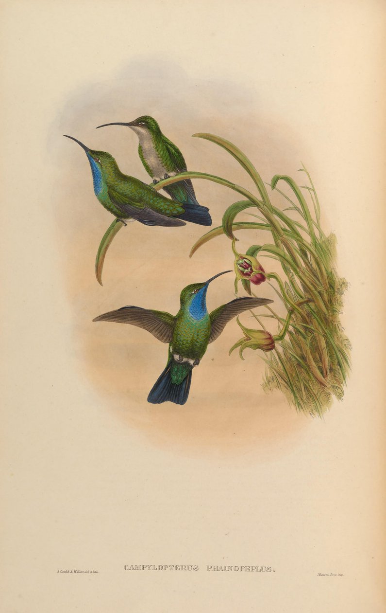 Campylopterus phainopeplus tekijältä John Gould