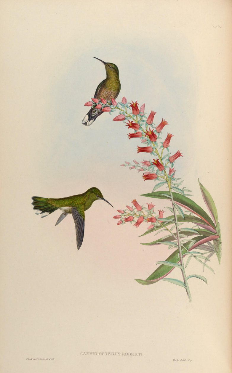 Campylopterus roberti = Phaeochroa cuvierii roberti tekijältä John Gould