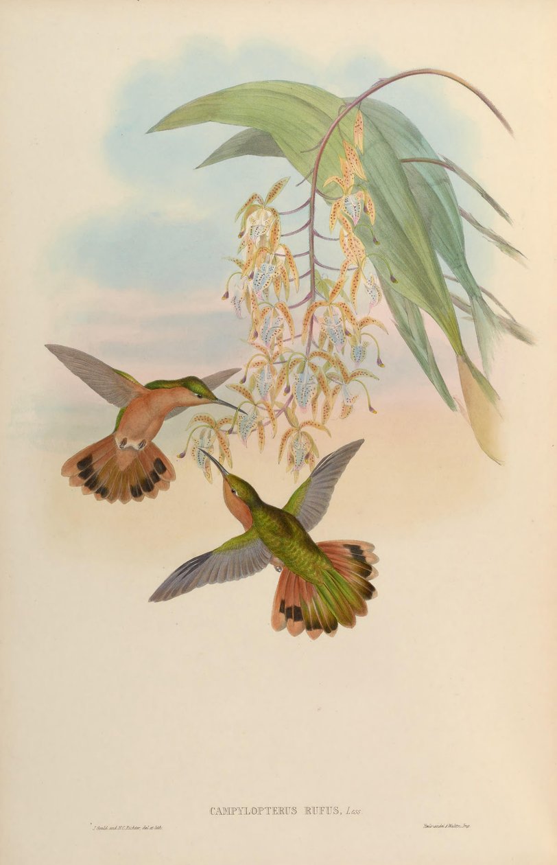 Campylopterus rufus tekijältä John Gould