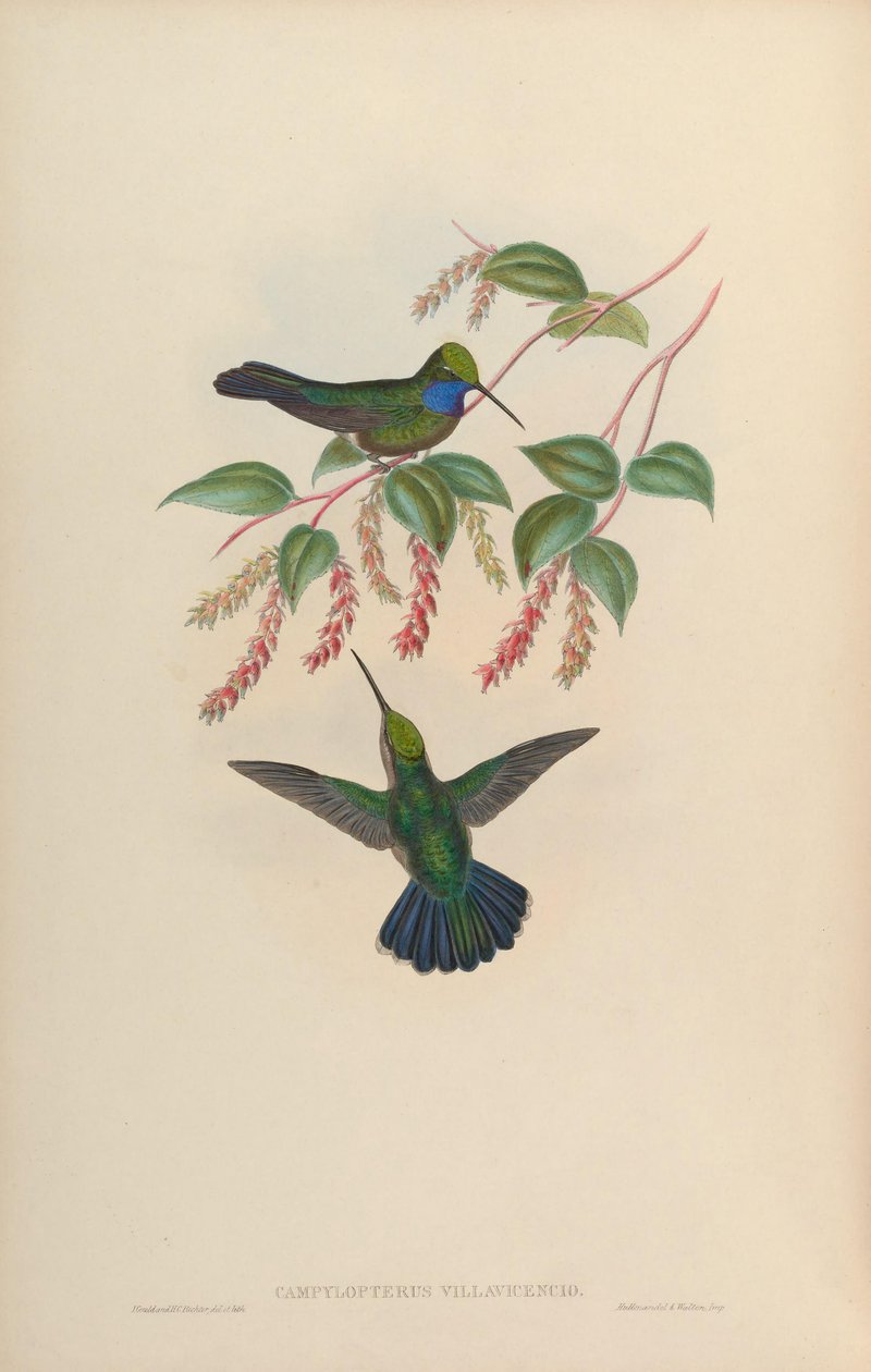 Campylopterus villaviscensio tekijältä John Gould