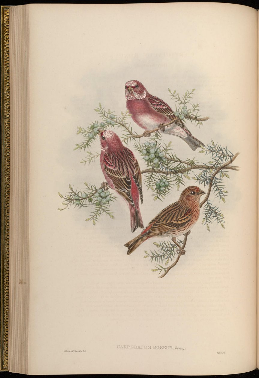 Carpodacus roseus tekijältä John Gould