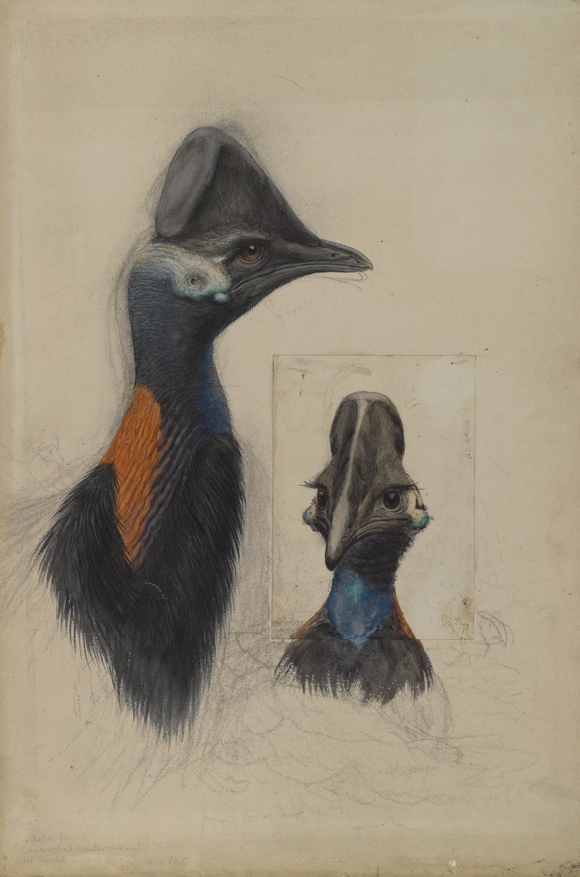 Casuarius Westerman, 1873 tekijältä John Gould