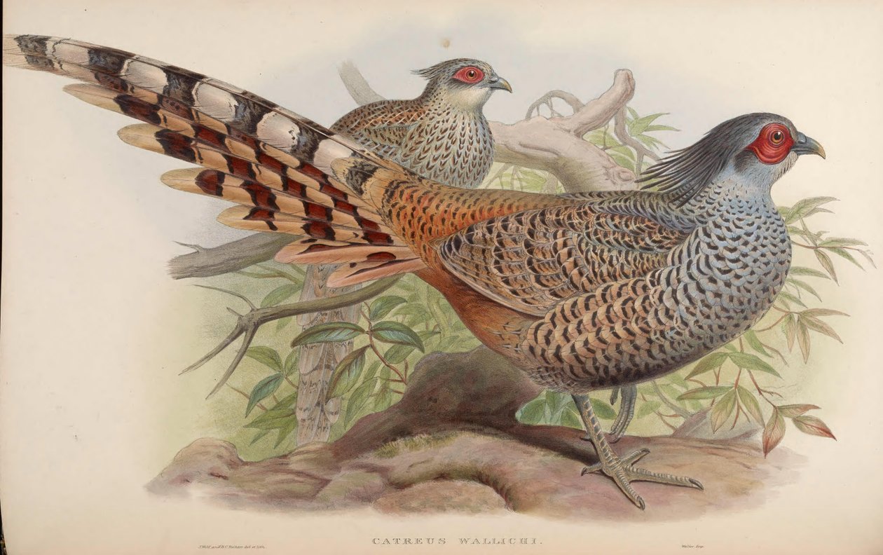 Catreus wallichii tekijältä John Gould