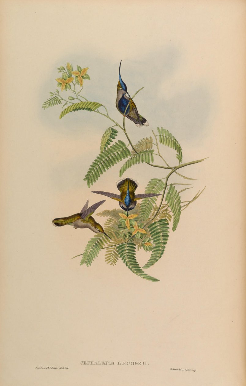 Cephalepis loddigesi = Stephanoxis lalandi loddigesii tekijältä John Gould