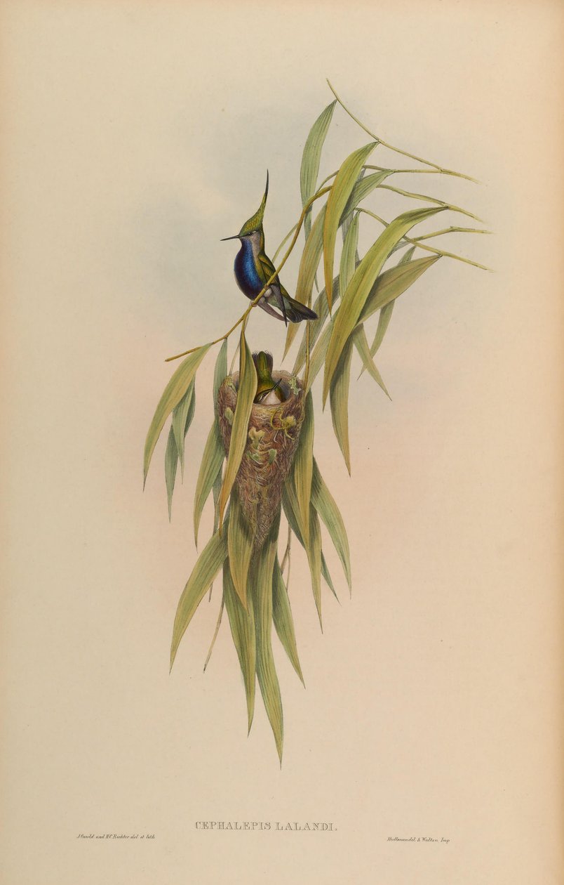 Cephallepis delalandii = Stephanoxis lalandi lalandi tekijältä John Gould