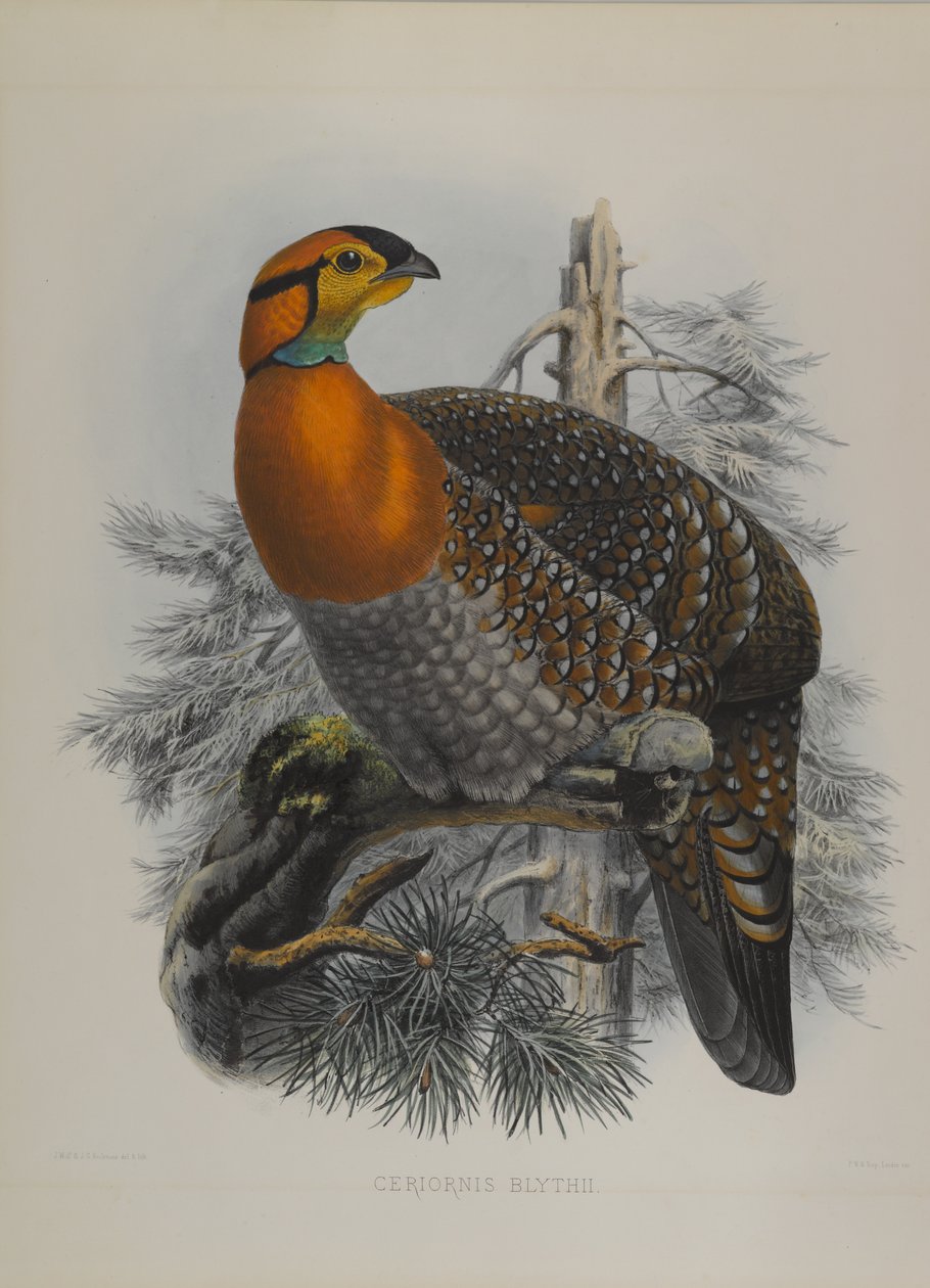 Ceriornis Blythii: Blyths Trazapan tekijältä John Gould