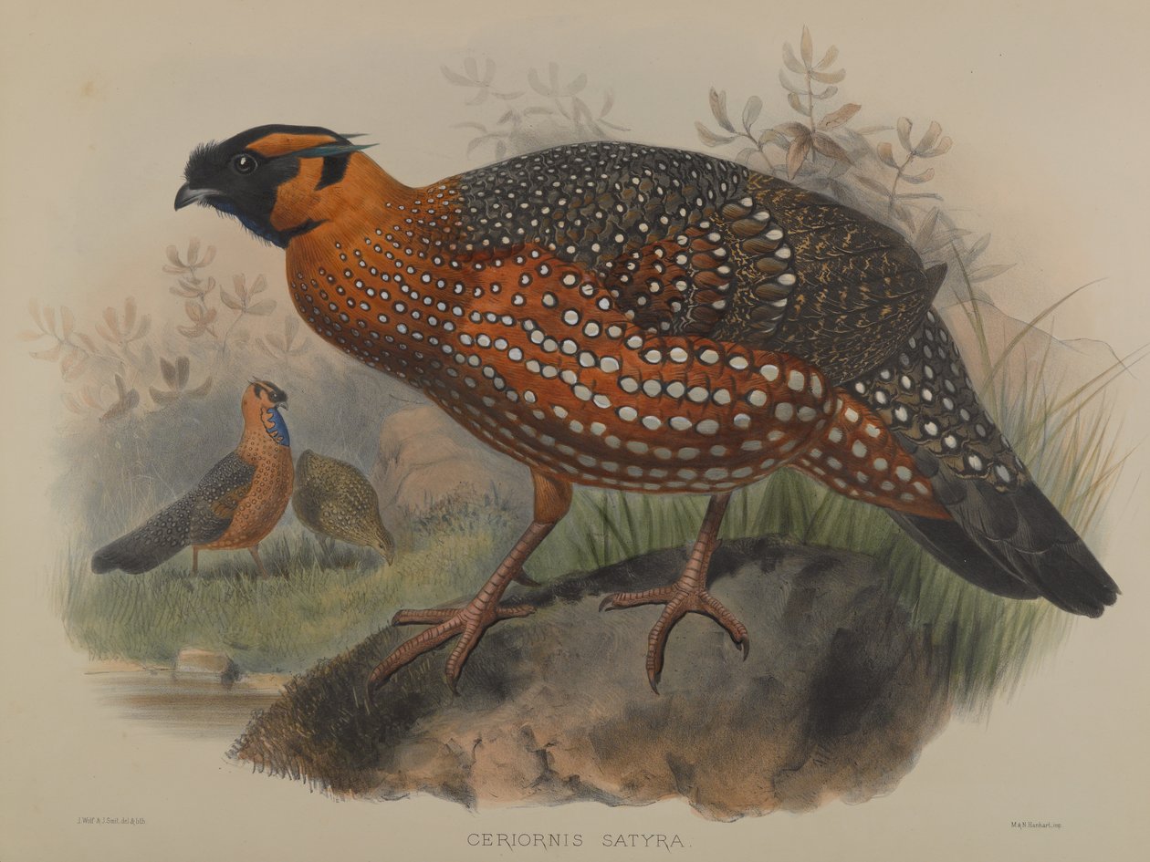 Ceriornis satiiri tekijältä John Gould