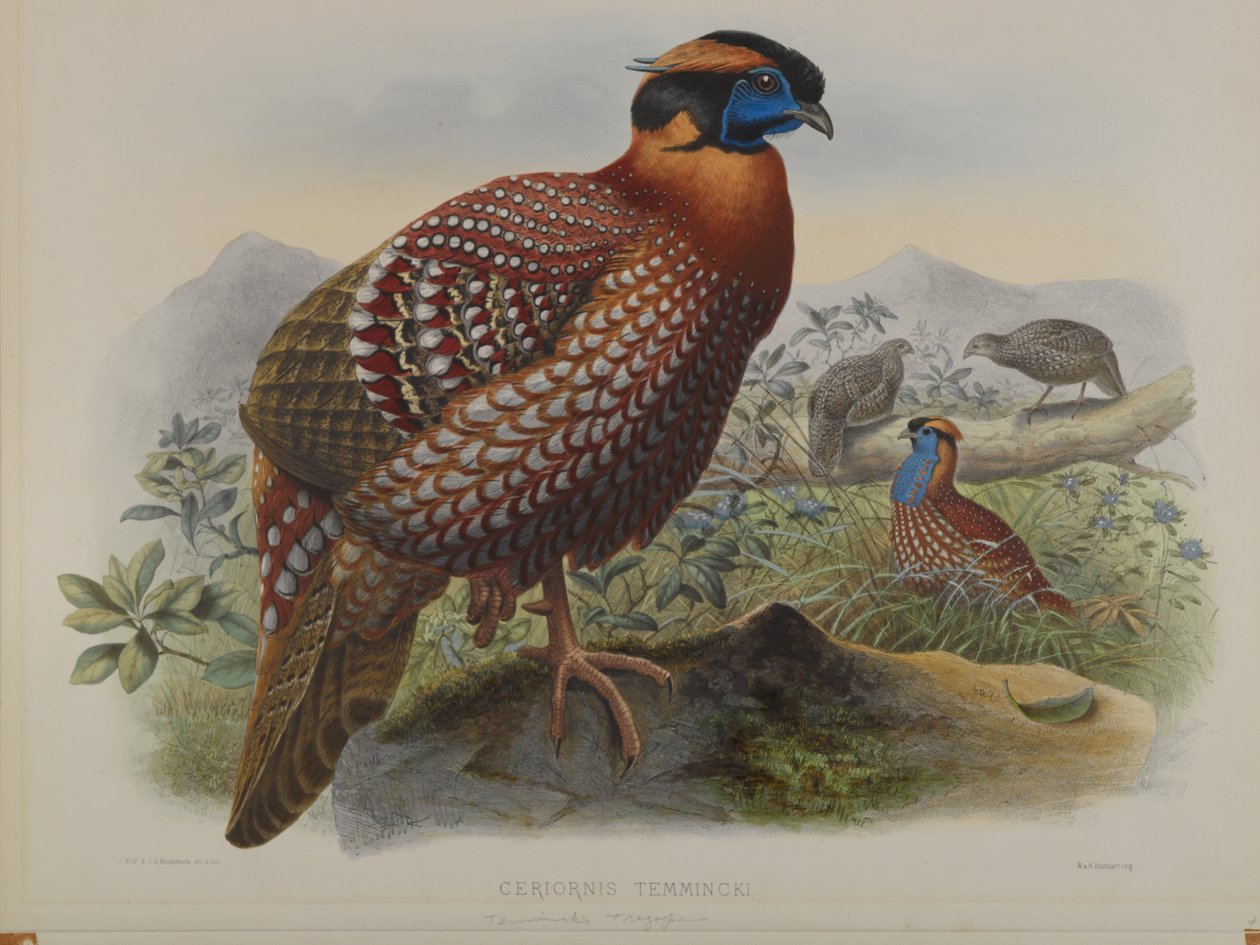 Ceriornis Temminkii: Temmincks Trazapan tekijältä John Gould