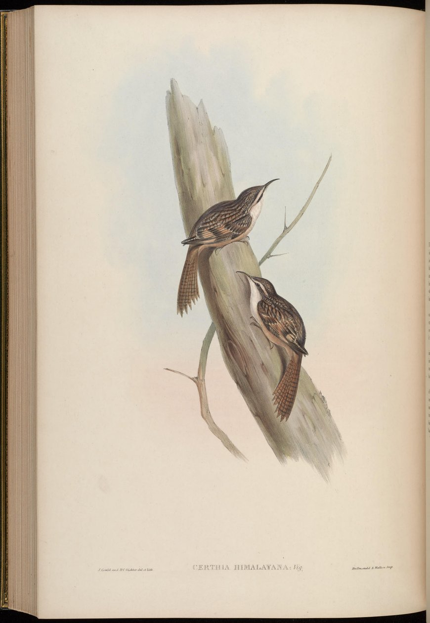 Certhia himalaja tekijältä John Gould