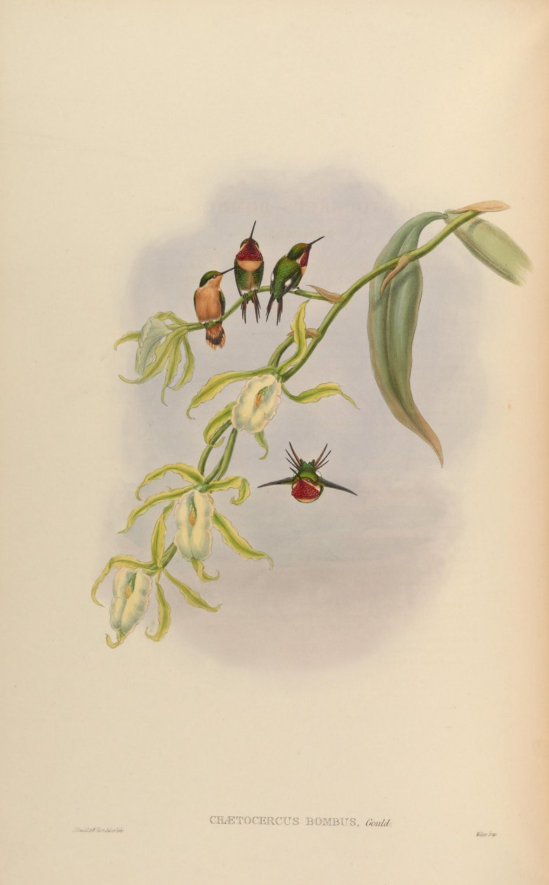 Chaetocercus bombus tekijältä John Gould